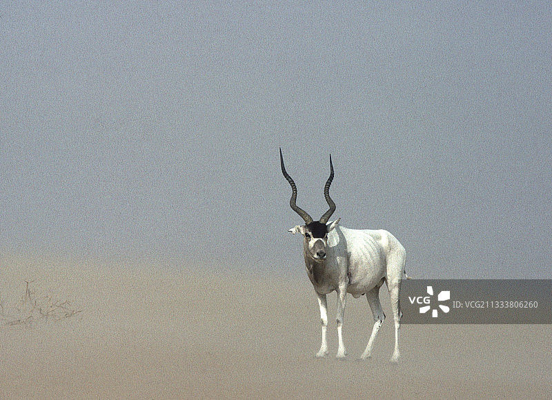 拍摄于尼日尔泰内雷沙漠沙尘暴中的雄性弯角羚图片素材