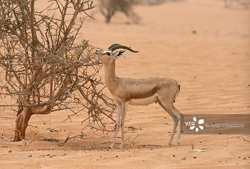 干燥期：啃食圆形薄片图片素材