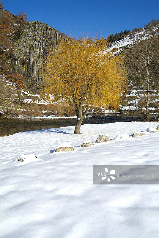 冬季法国奥弗涅地区阿列峡谷的柳树图片素材