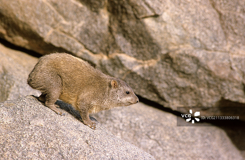 尼日尔艾尔山上岩石上的岩狸雄性图片素材