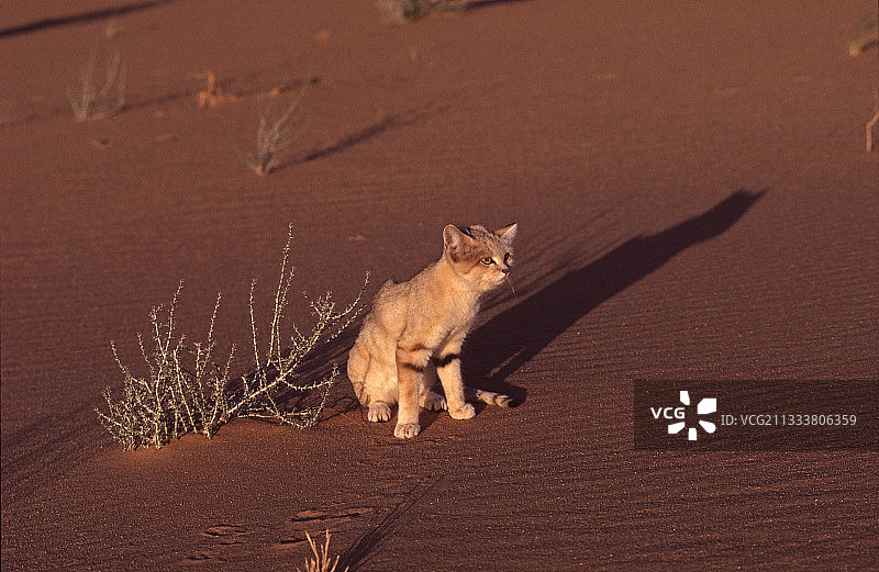 日落时分泰内雷尼日尔的雌性沙猫图片素材