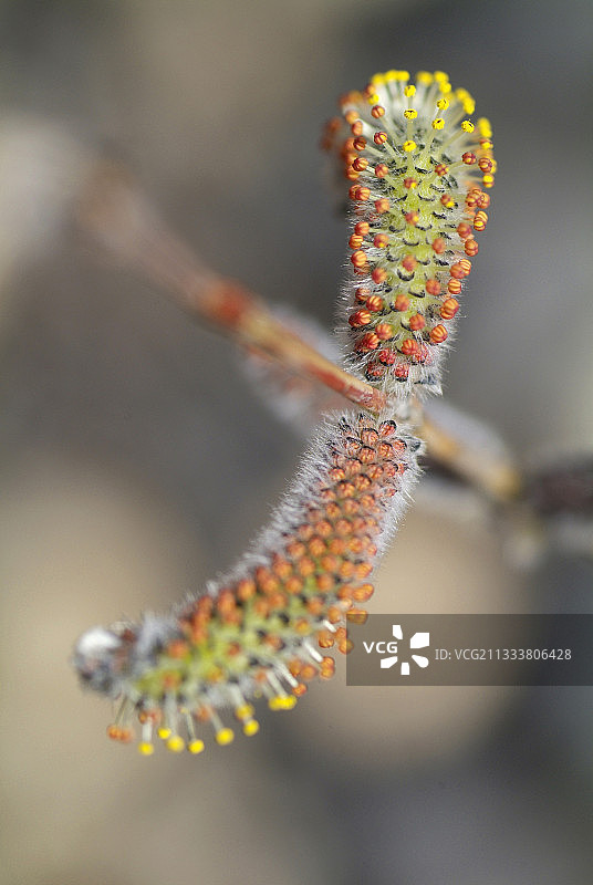 法国奥弗涅的柳絮图片素材