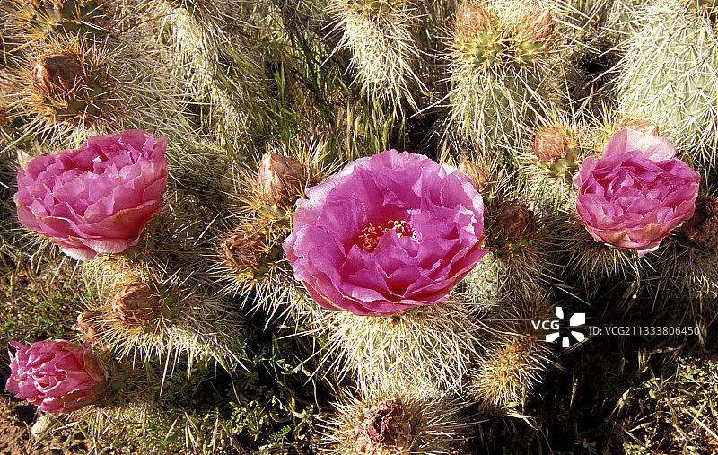 犹他州锡安国家公园盛开的河狸尾仙人掌图片素材