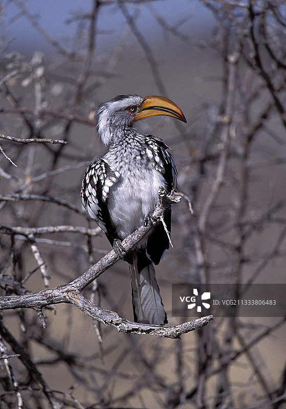 栖息在树枝上的南方黄嘴犀鸟，埃托沙，纳米比亚图片素材