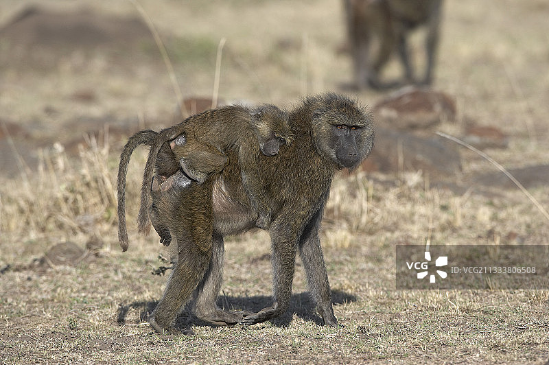 狒狒和幼崽，肯尼亚马赛马拉保护区图片素材