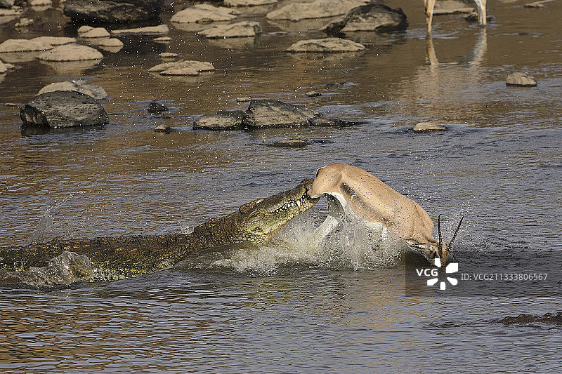 马赛马拉保护区尼罗鳄捕食瞪羚图片素材