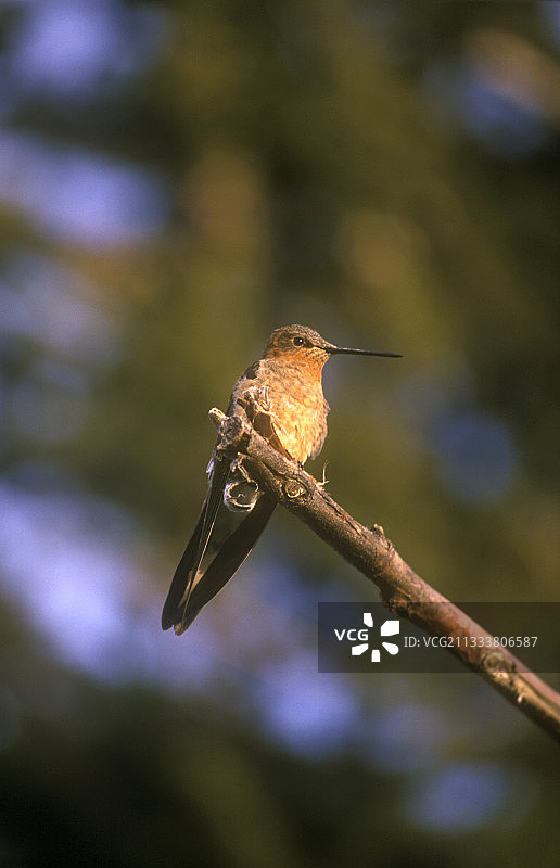 巨型蜂鸟图片素材