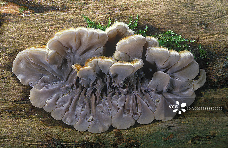 法国牛肚菇图片素材