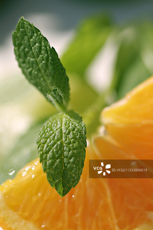工作室里的薄荷叶橙子切片图片素材