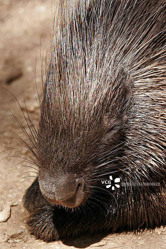 法国动物园里的豪猪肖像图片素材