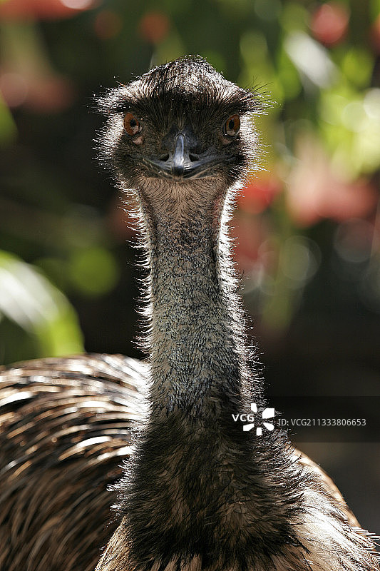 法国动物园里的鸸鹋肖像图片素材