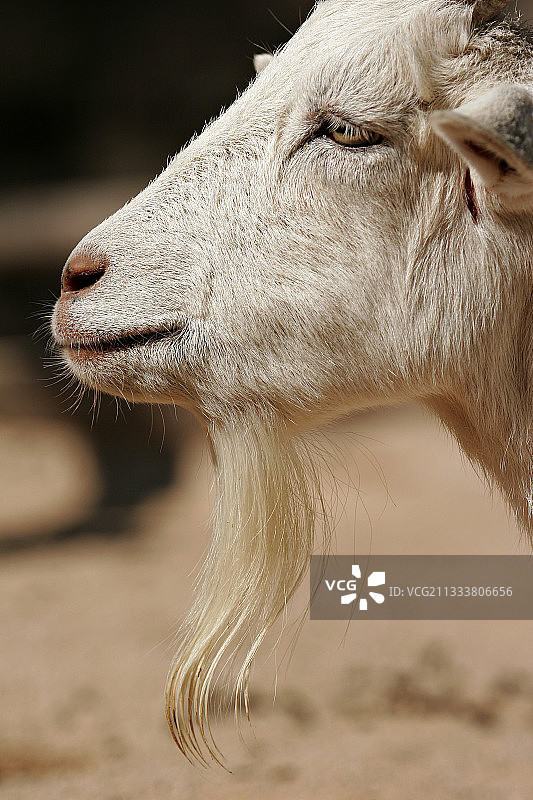 法国动物园山羊肖像图片素材
