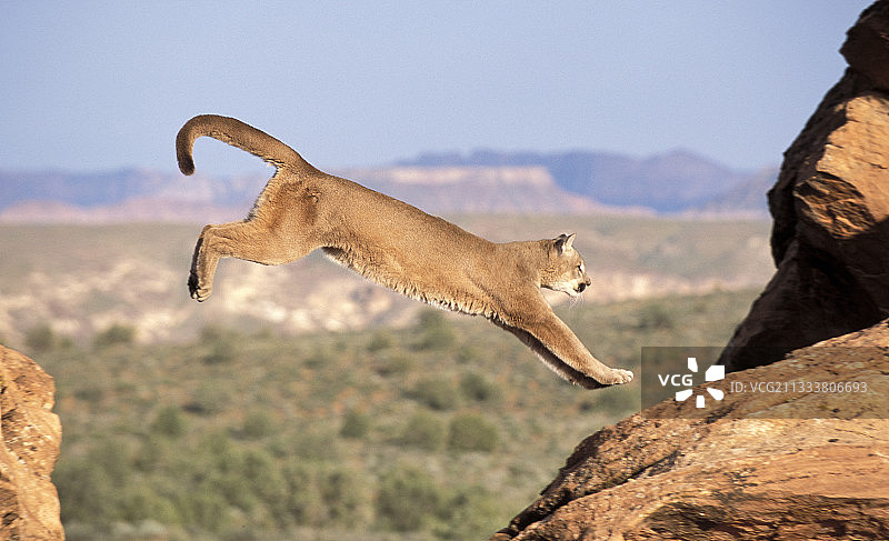 美洲狮从岩石跳跃至另一块岩石图片素材
