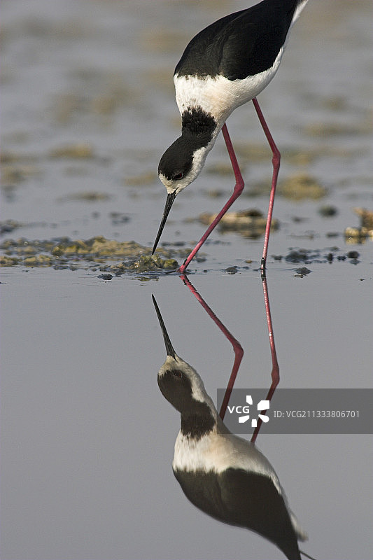 黑翅长脚鹬在觅食图片素材