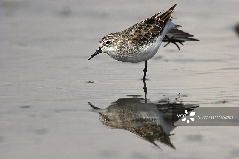 小高跷鸟伸展爪子图片素材
