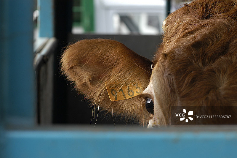带有工号的耳部识别扣环图片素材