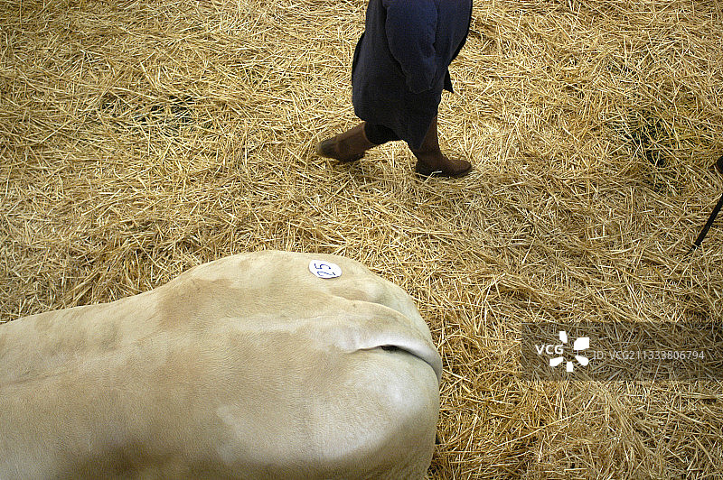 海报：夏洛莱牛的后部，法国比赛图片素材