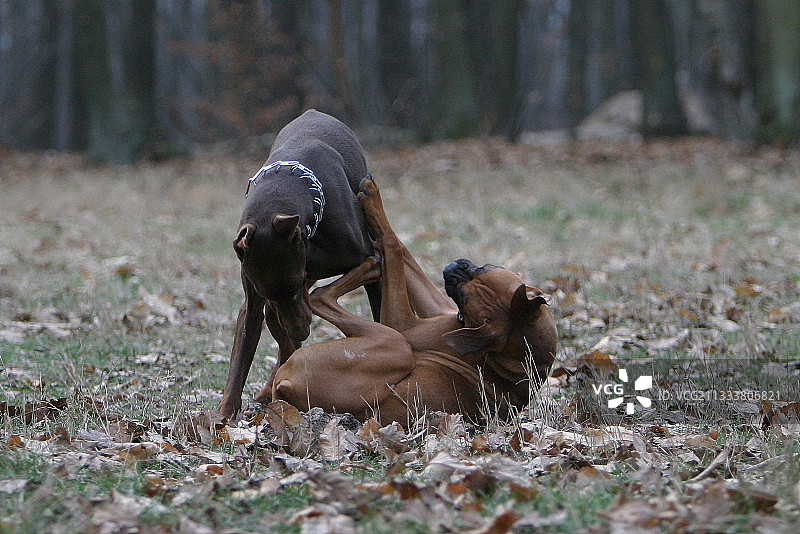 在法国森林里玩耍的杜宾犬和拳击犬图片素材
