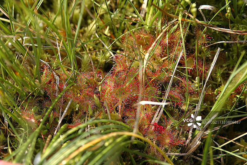 上卢瓦尔省法国泥炭沼泽中的茅膏菜图片素材