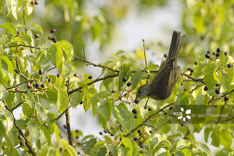 嘴里叼着浆果的黑顶莺，法国图片素材