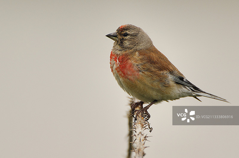 法国盖朗德沼泽地的雄性欧亚红雀图片素材