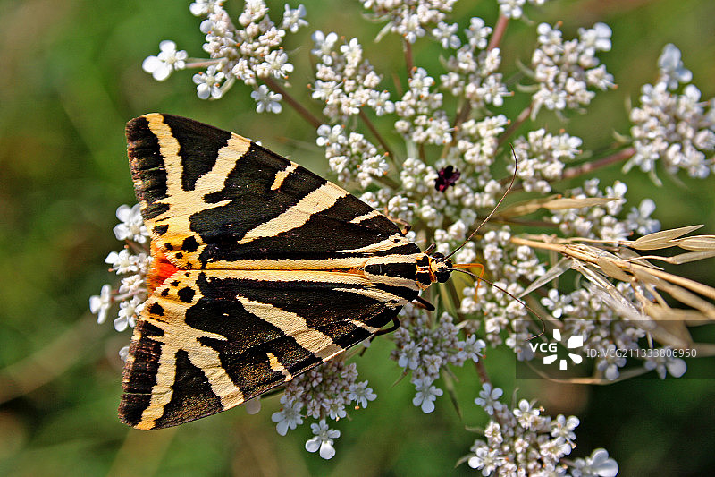 泽西虎停留在伞形科花朵上，法国上卢瓦尔省图片素材