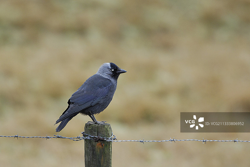 在Texel荷兰的白栅栏上的寒鸦图片素材