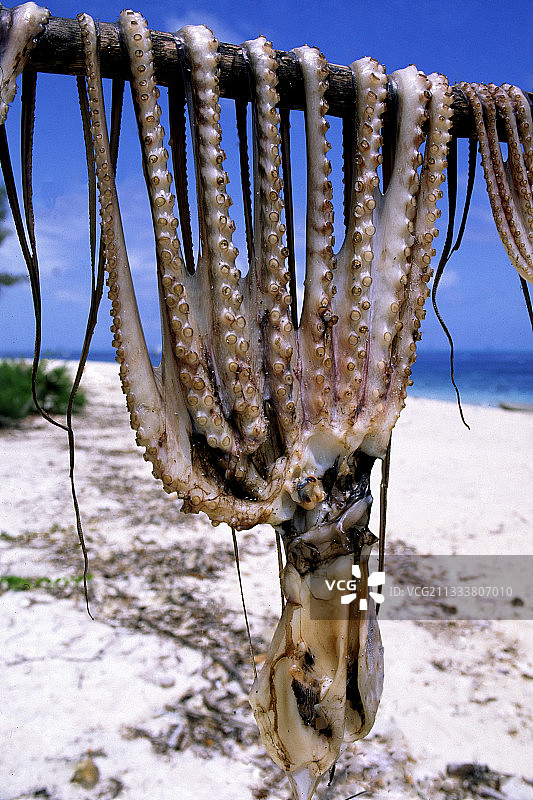 奔巴岛桑给巴尔在阳光下晒干的章鱼图片素材