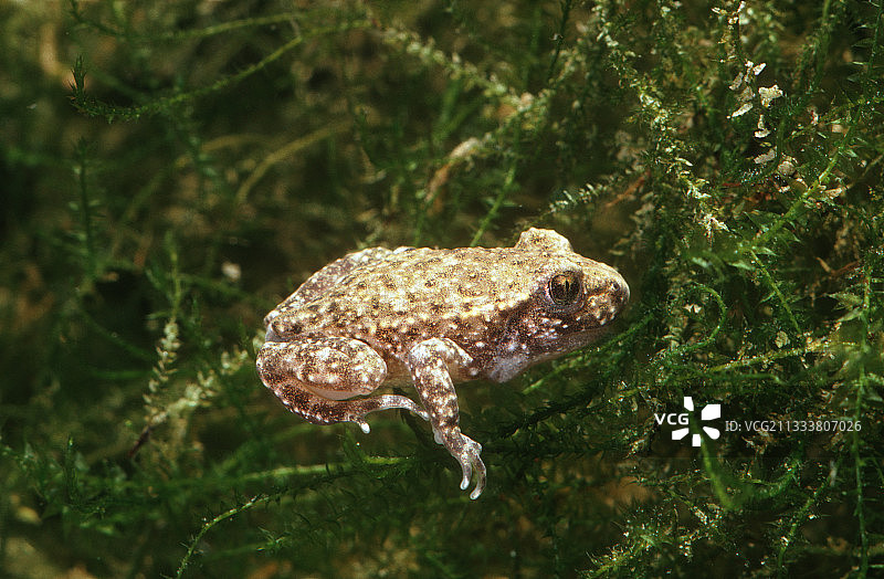 西班牙水中产婆蟾图片素材