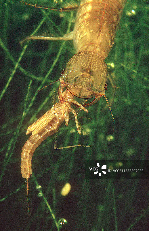 大龙虱捕食豆娘若虫，西班牙图片素材