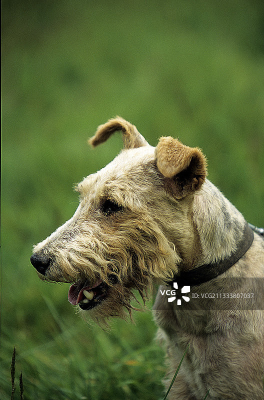 喘气的狐狸犬图片素材