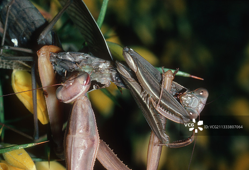 西班牙螳螂同类相食图片素材