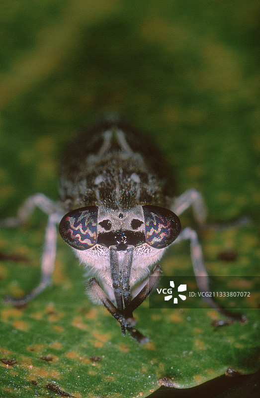 马蝇清洁触角图片素材