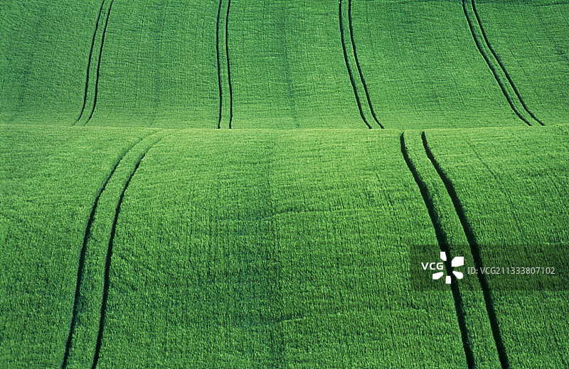 法兰德斯的绿色麦田图片素材