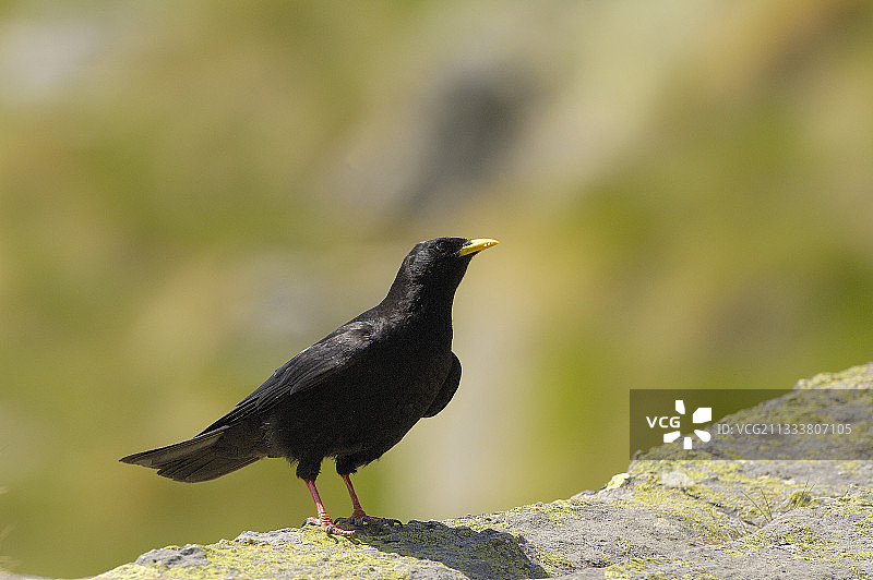在意大利大帕拉迪索国家公园山峰岩石上的高山兀鹫图片素材