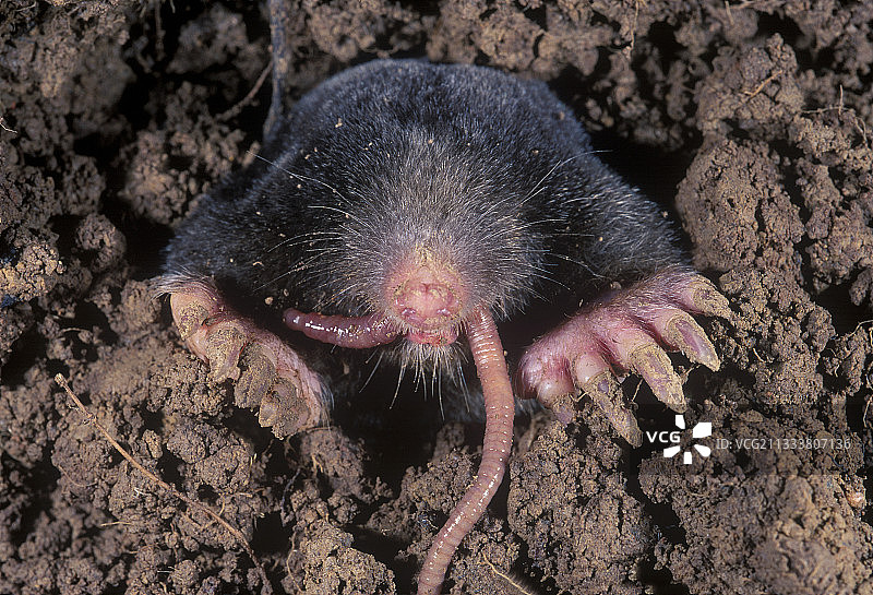 欧洲鼹鼠在法国吃夜蚯蚓图片素材