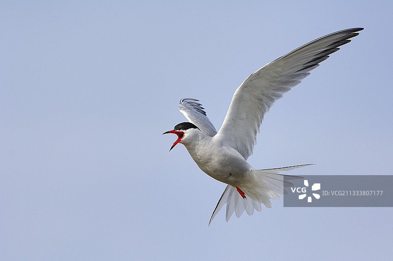 法国盖朗德沼泽飞行的普通燕鸥图片素材