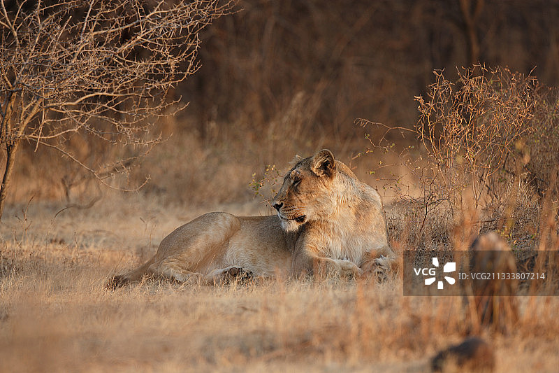 印度吉尔国家公园里躺卧的亚洲母狮图片素材