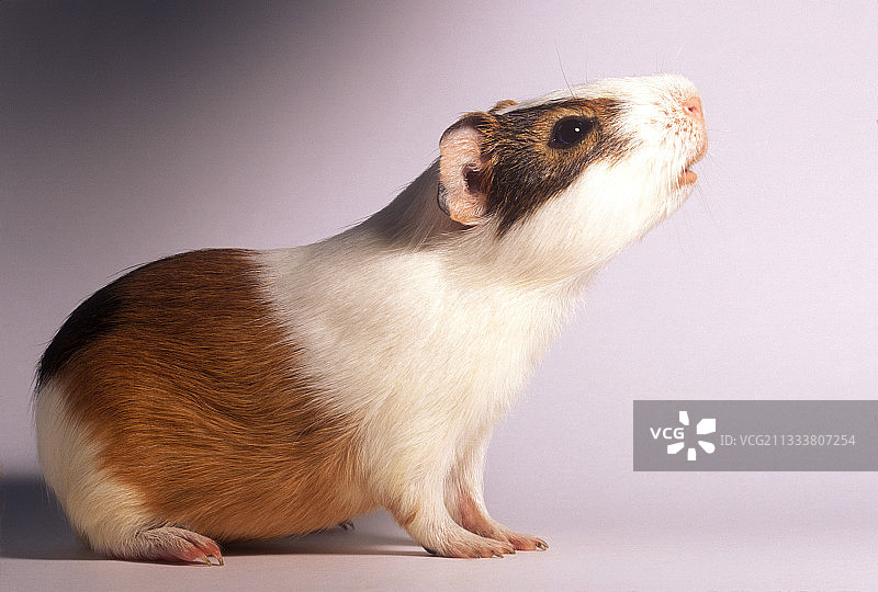 嗅嗅的雄性豚鼠图片素材