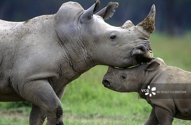 肯尼亚的雌性白犀牛和幼崽图片素材