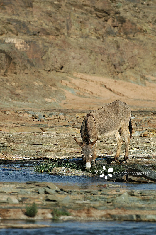 在摩洛哥盖勒明地区饮水的驴图片素材