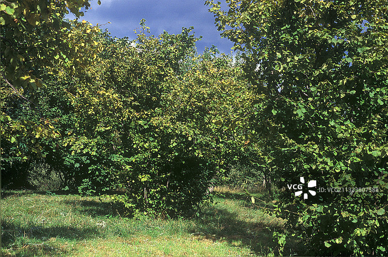 意大利皮埃蒙特榛子树果园图片素材