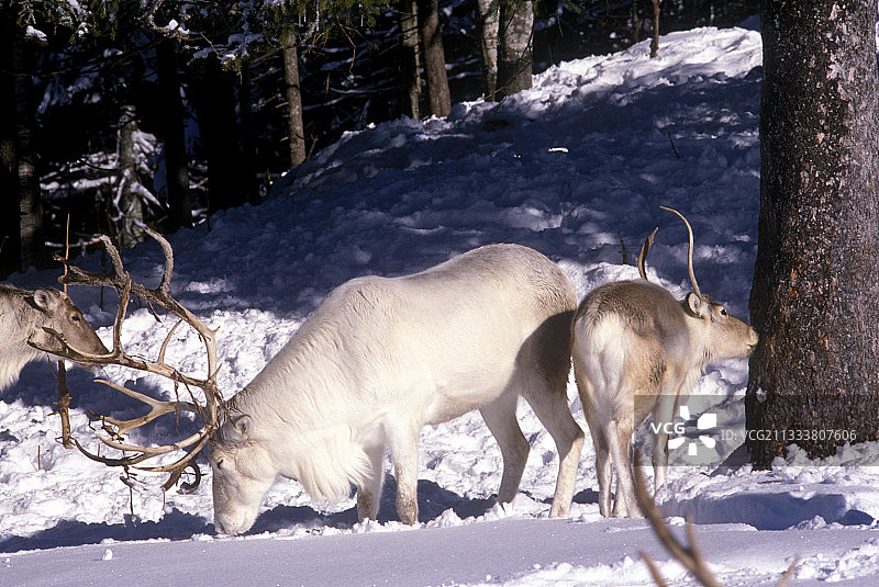 在法国雪地里寻找食物的驯鹿图片素材