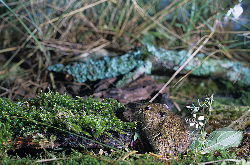 田野草丛中的田鼠图片素材