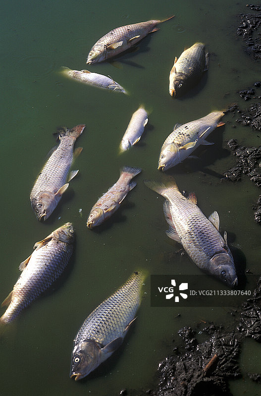 死于法国一条受污染河流中的鱼图片素材