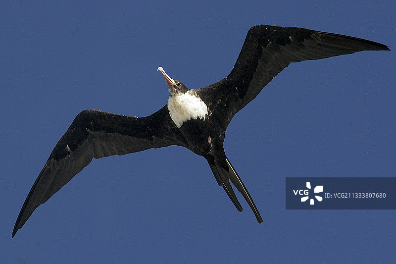科斯莫莱多环礁图片素材