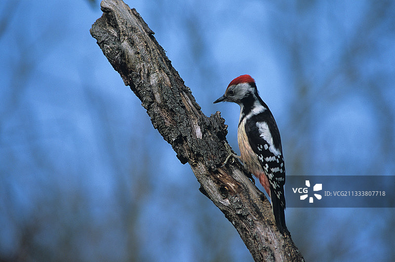 中斑啄木鸟在树干中觅食图片素材