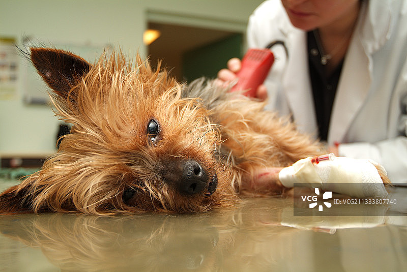 术前治疗室内的狗狗准备工作图片素材