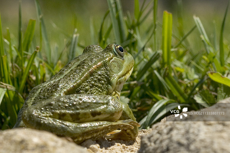 低地蛙 - 法国图片素材