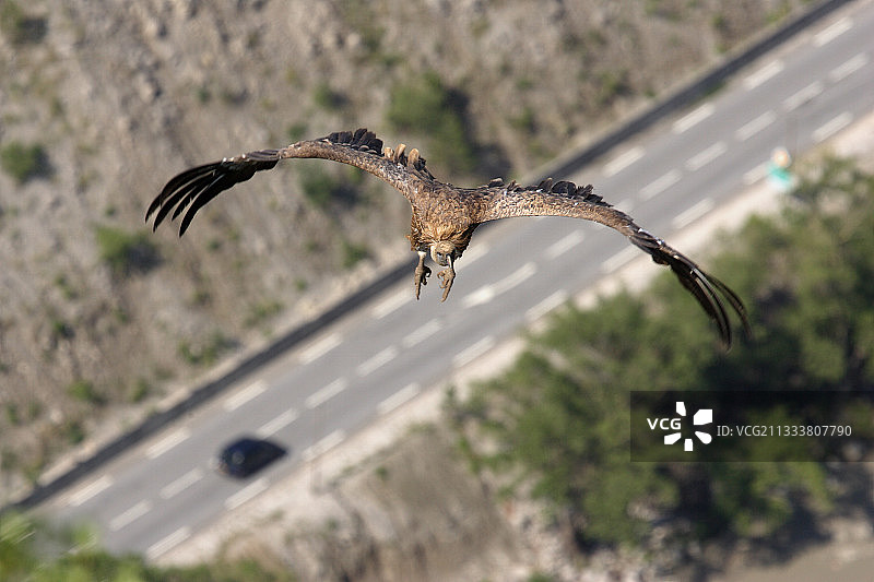 欧亚兀鹫图片素材